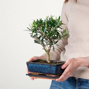 Bonsai-Olive 'Europaea' in Keramikschale