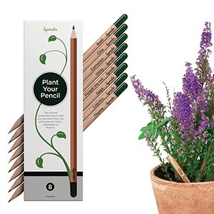 Sprout Bleistifte – Special Edition | 6 Bunt- und 2 Graphitstifte zum Einpflanzen 