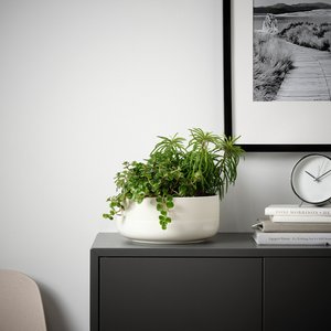 HIMALAYAMIX Pflanze von Ikea
