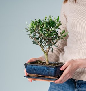 Bonsai-Olive 'Europaea' in Keramikschale