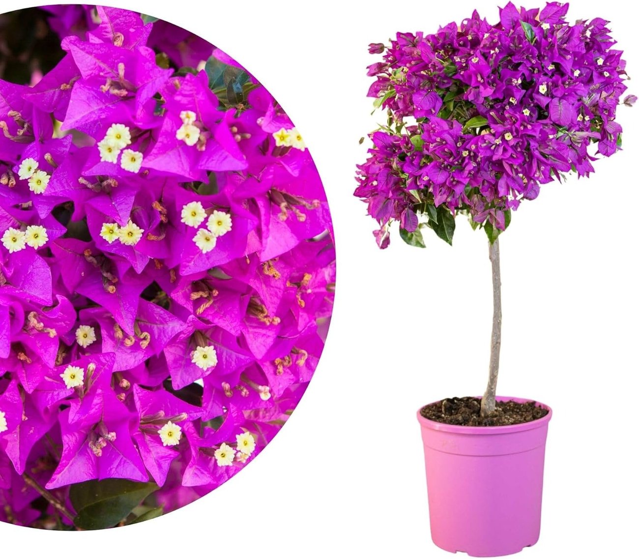 Meine Orangerie – Bougainvillea-Stamm Grande