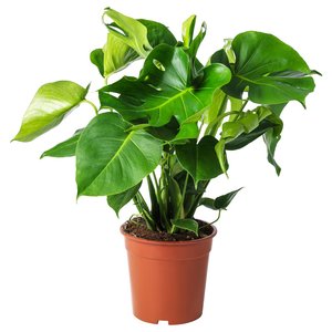 MONSTERA Pflanze