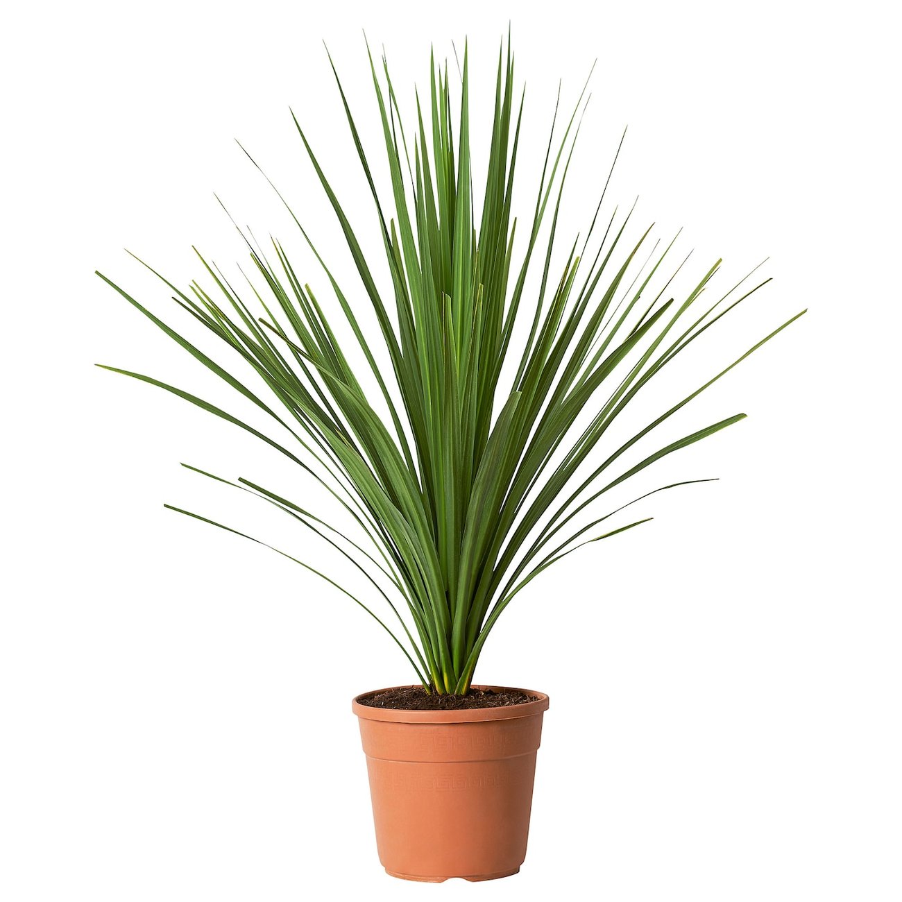 CORDYLINE INDIVISA Pflanze