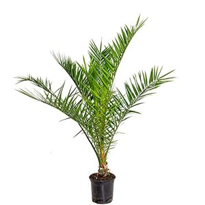 Phoenix Canariensis - Palme - Winterhart – 80-100 cm