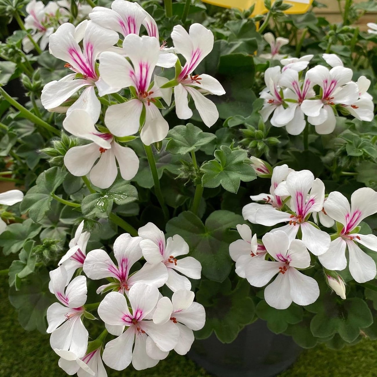 Weiße Geranie „Villetta White“ im Topf (13 cm, 6er-Set)