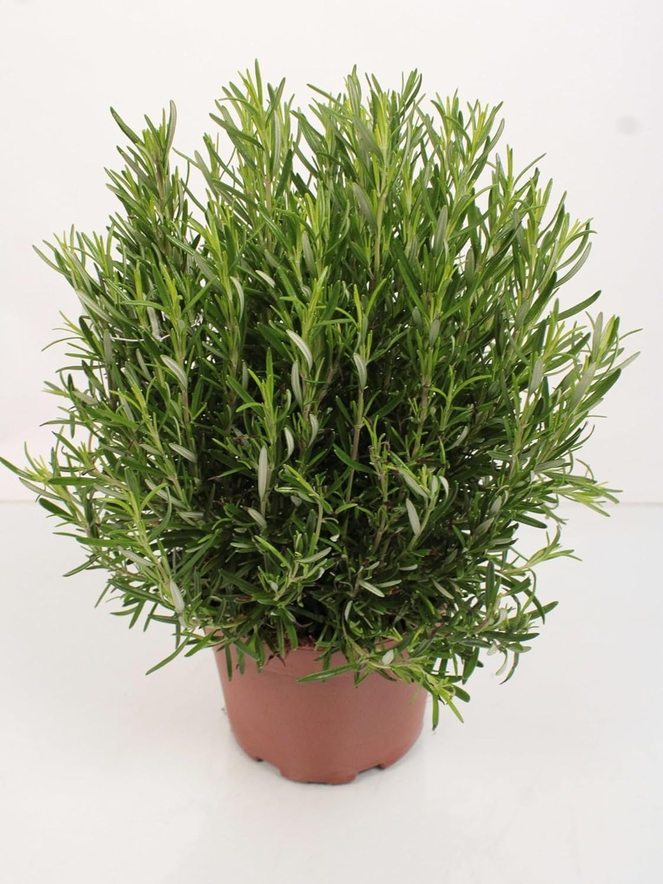 XXL Rosmarin (40-60 cm im Topf)