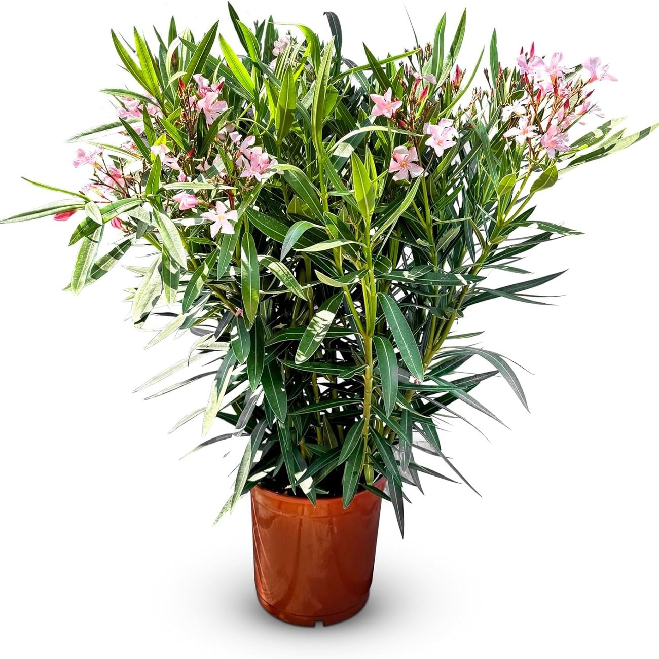Sunny Tree – Oleander Rosa