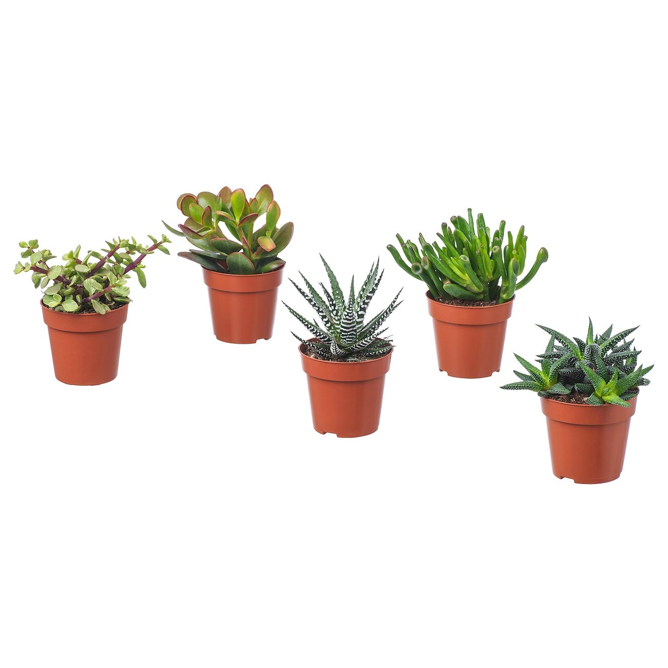 SUCCULENT Pflanzen (9 cm)