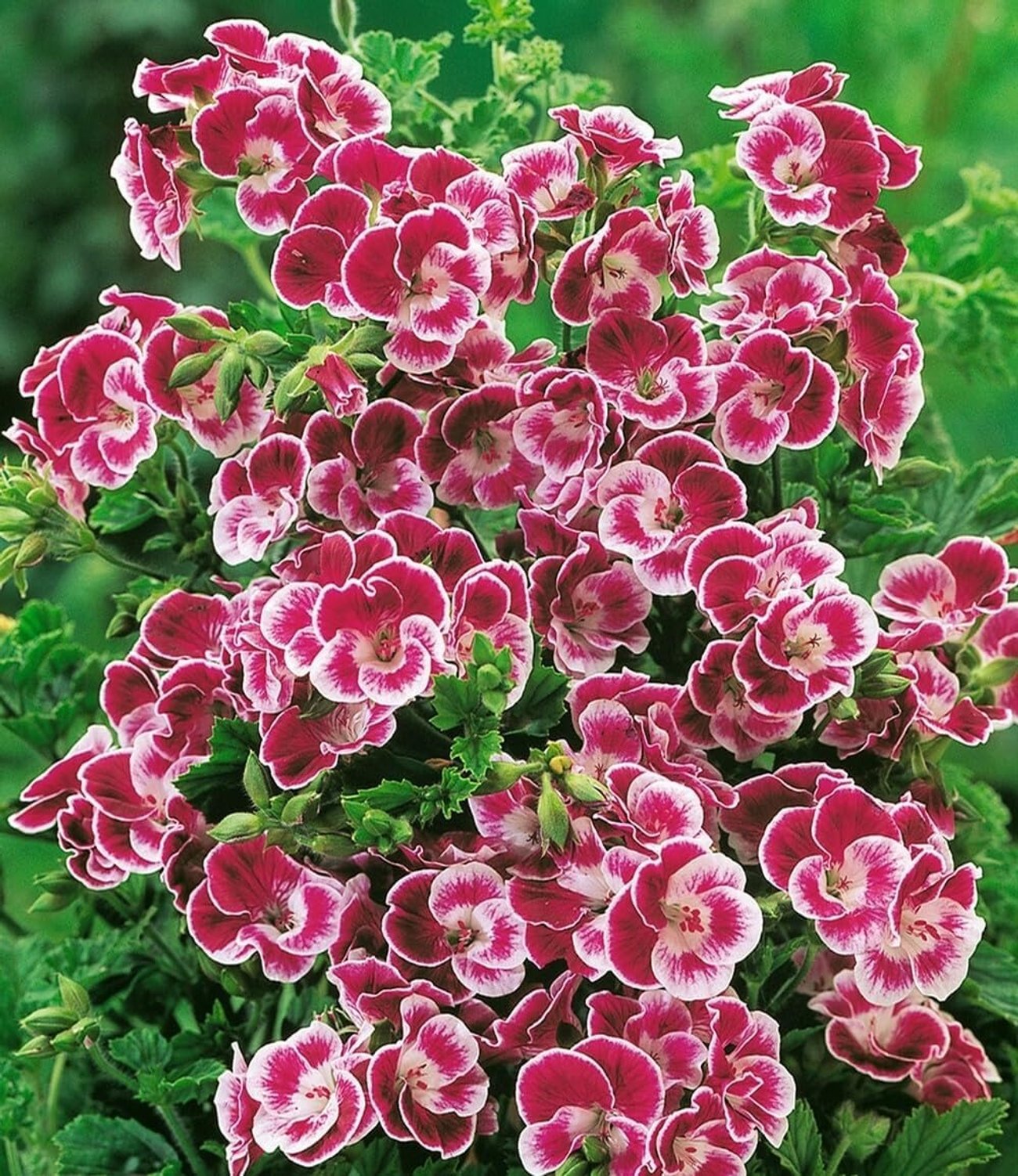 BALDUR Garten – 3er-Set Duft-Geranie