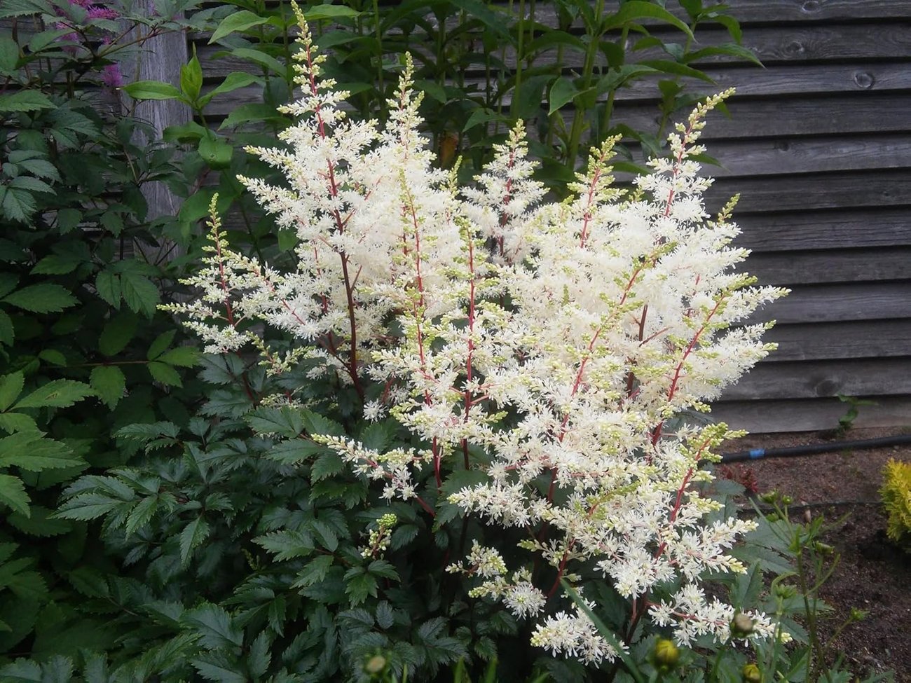 Weiße Prachtspiere (Astilbe)