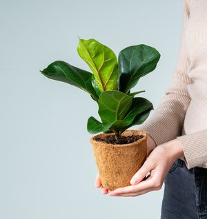 Ficus 'Lyrata' - plastikfrei M