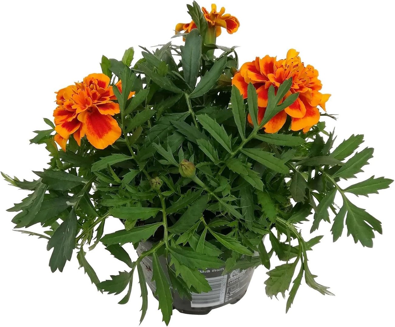 Tagetes, rot-orange im Topf (12 cm, 6er-Set)