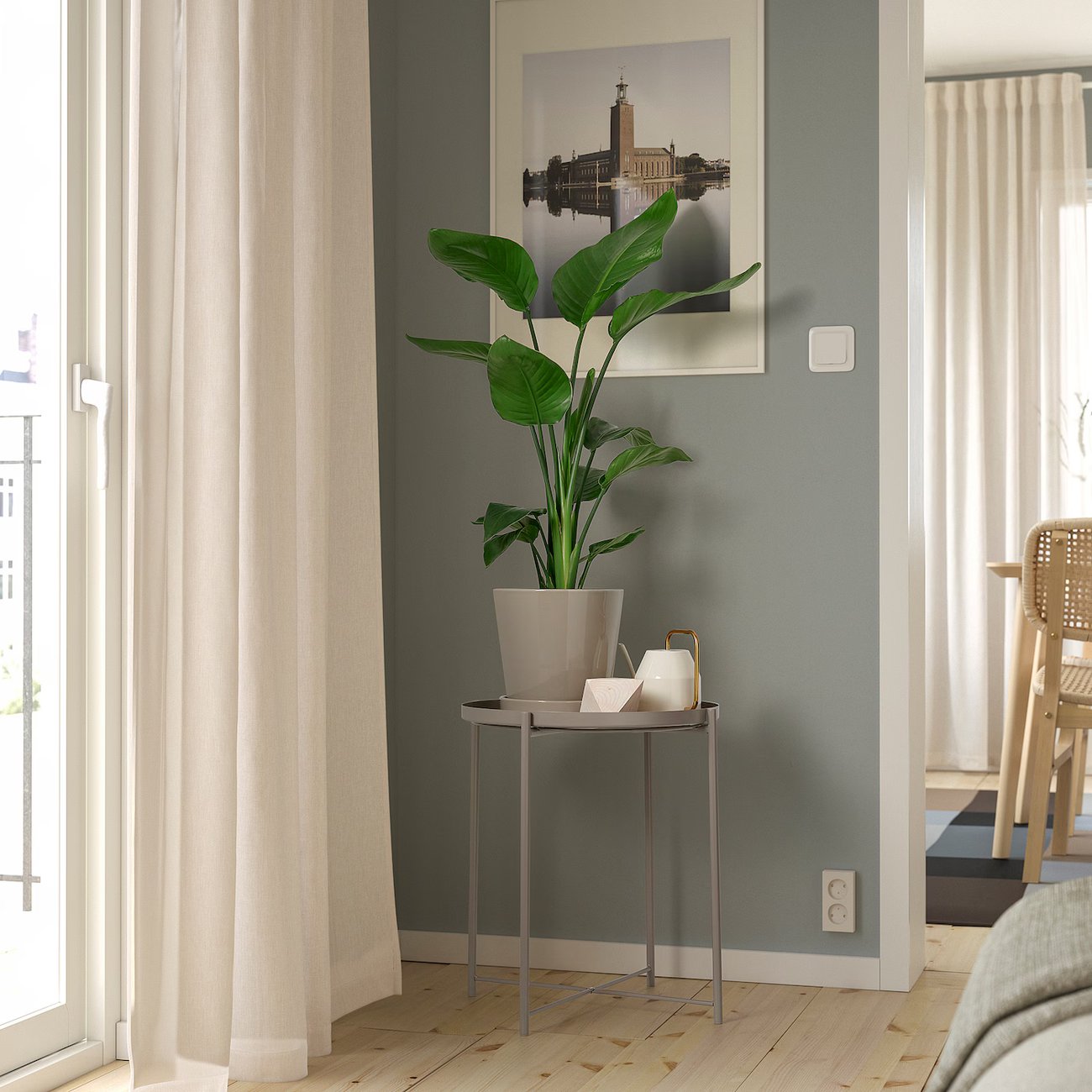 STRELITZIA Pflanze