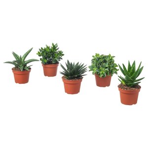 SUCCULENT Pflanze - versch. Arten 15 cm