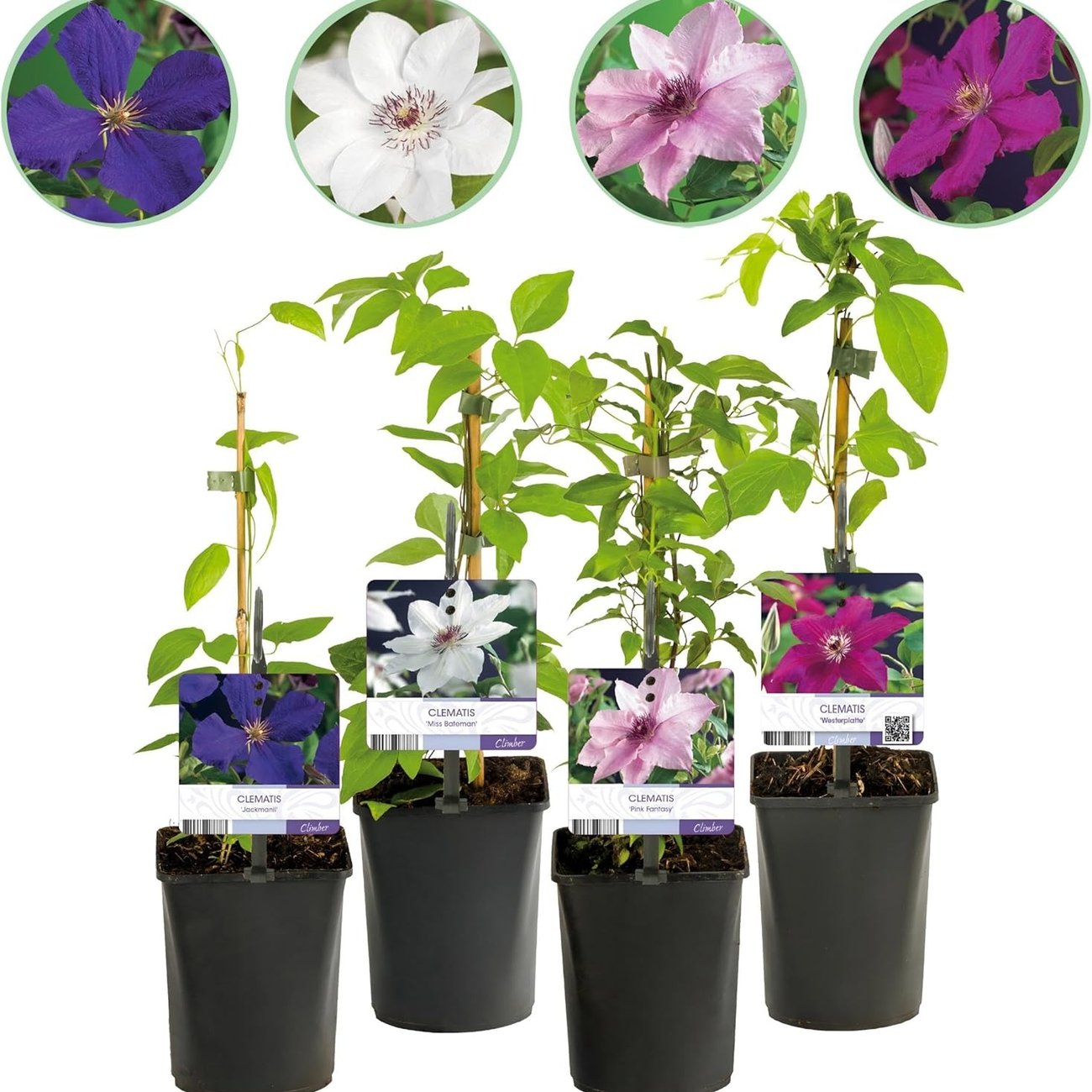 GreenboutiQ – 4er-Set Clematis „Rainbow“ in Rosa, Weiß, Lila & Rot