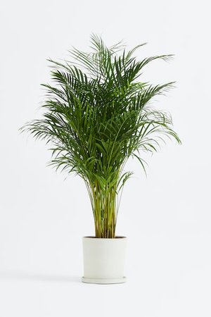 Areca Palme