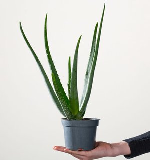 BIO Aloe 'Vera'