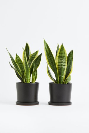 Sansevieria Laurentii - 2er Set