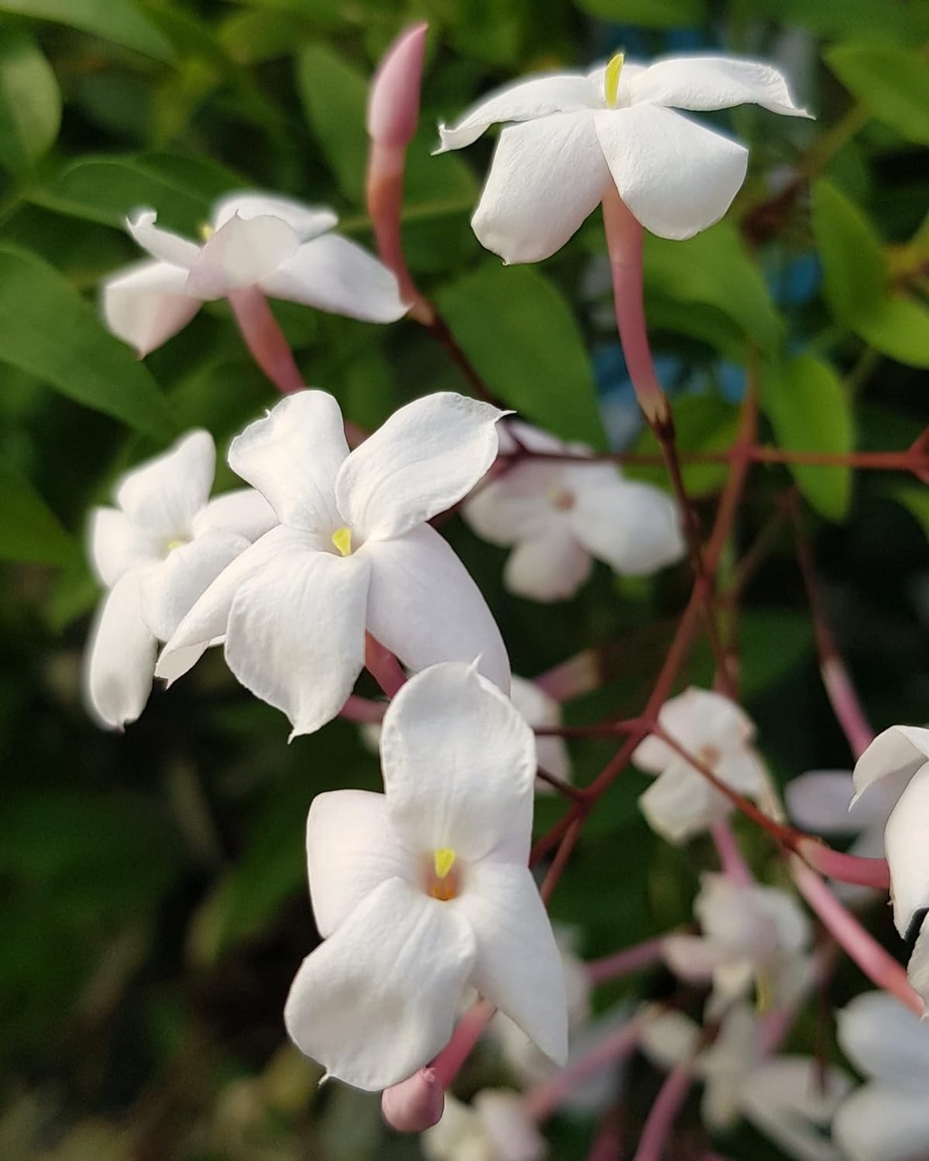 Fangblatt – Jasminum polyanthum - echter, duftender Jasmin am Spalier