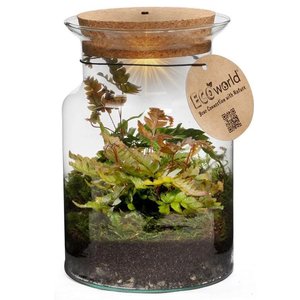 Ecoworld Corky Glass - Farne im Geschlossen Ökosystem mit Beleuchtung - Ø 13 cm Höhe 20 cm