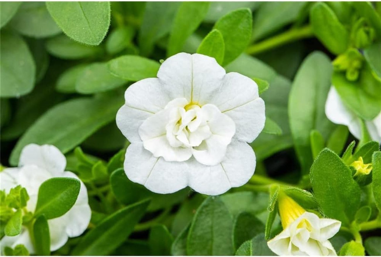 Weiße Calibrachoa „Zauberglöckchen“ im Topf (11 cm, 1 Pflanze)