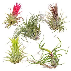 5x Tillandsia Mix - Luftpflanzen echt