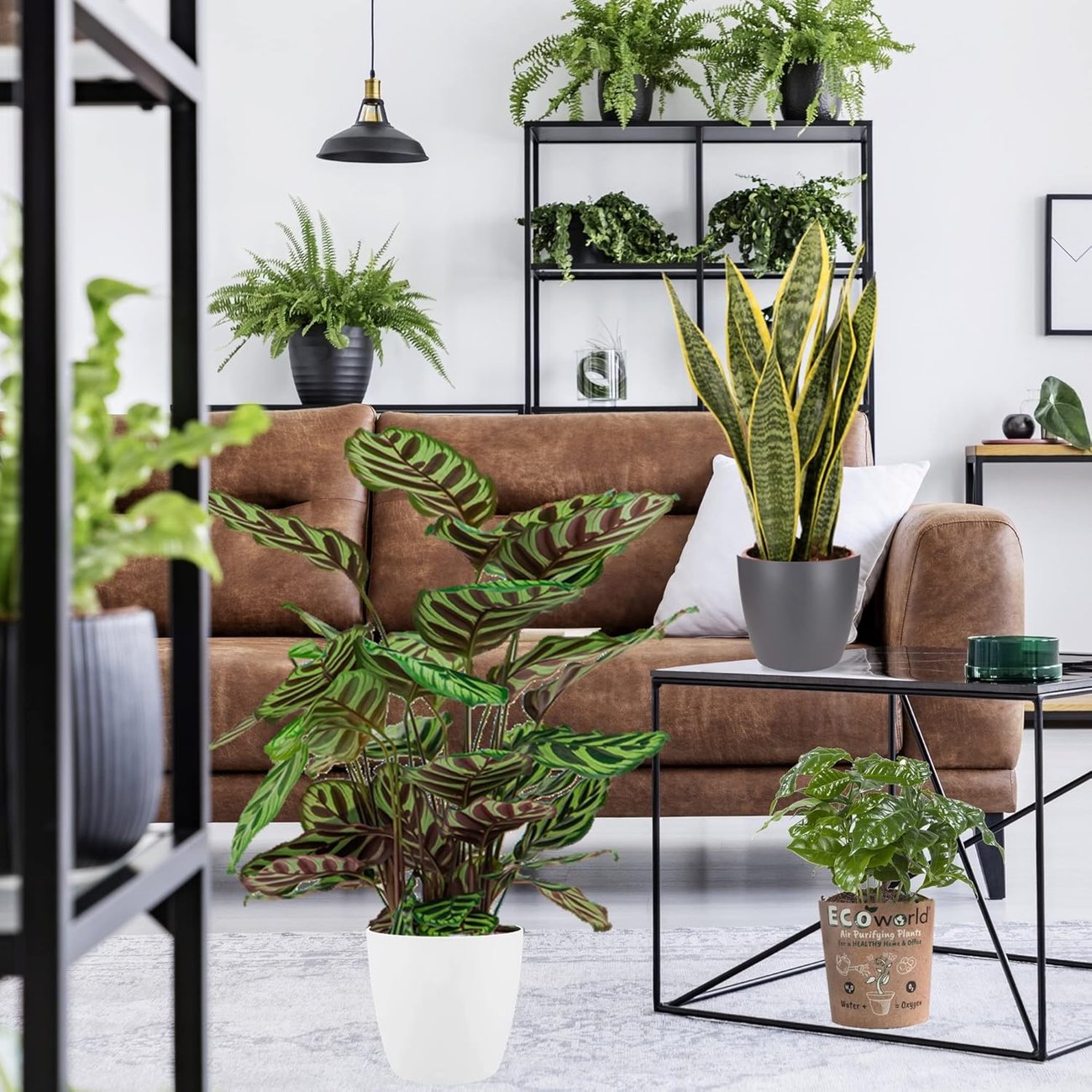 Luftreinigende Pflanzen von Ecoworld