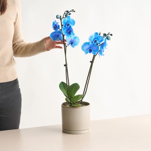 Phalaenopsis I am Blue M