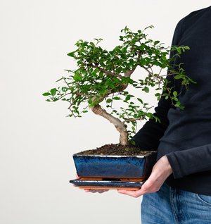 Zelkove Bonsai 'Traditional' M