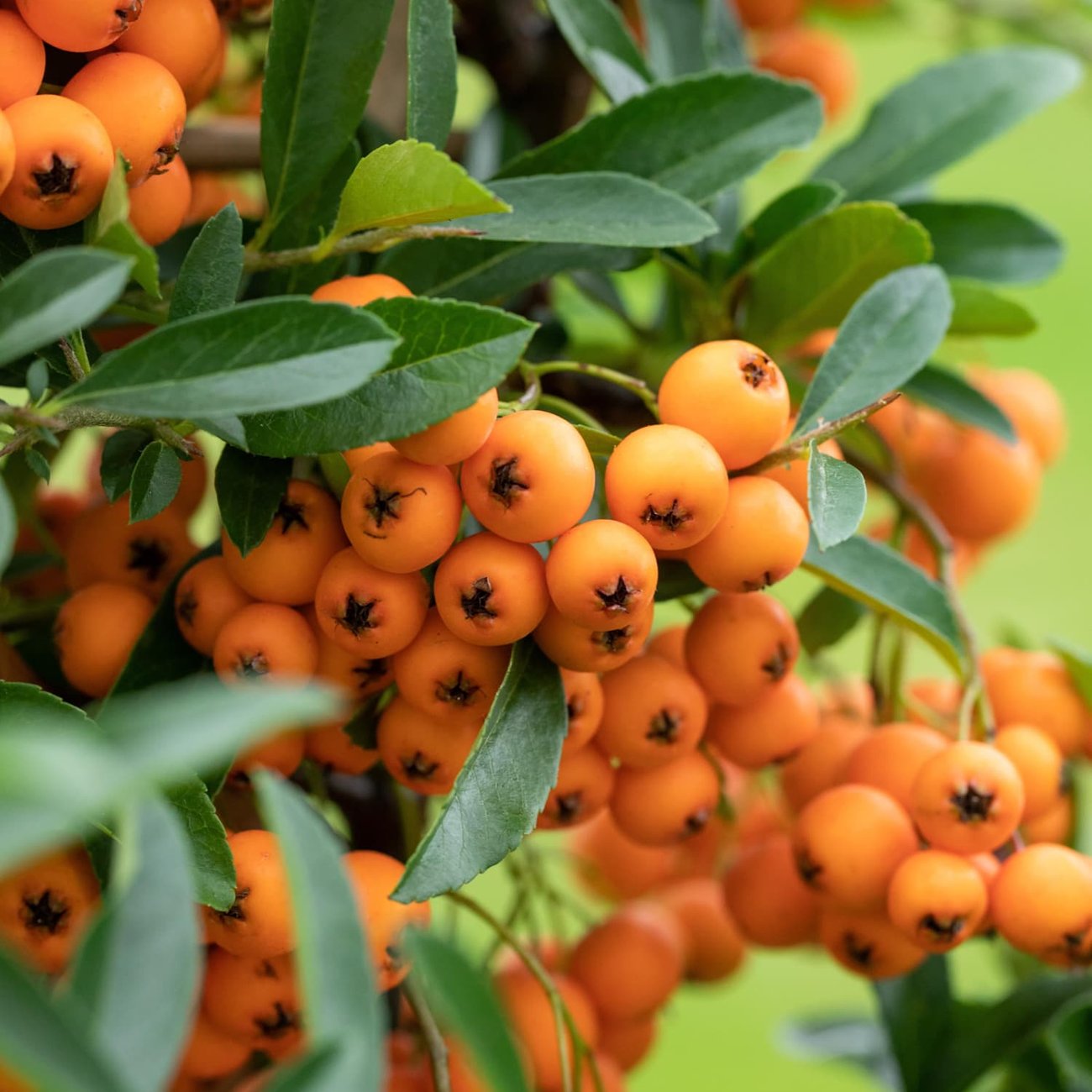 Feuerdorn „Orange Glow”