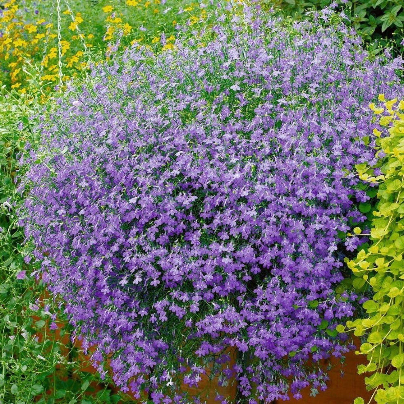 Hänge-Lobelie, blau im Topf (12 cm, 6er-Set)