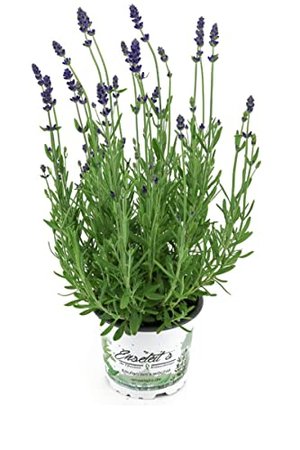 Lavendel im 12cm Topf, Lavendula Angustifolia, winterhart