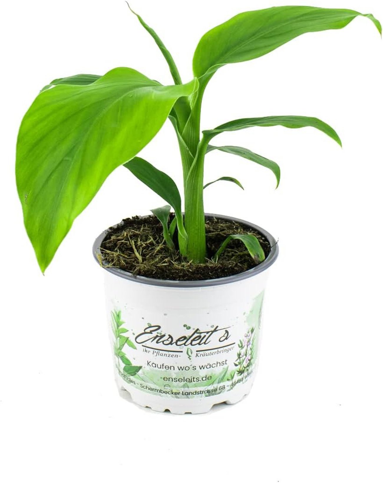 Zierbanane im Topf (12-15 cm)