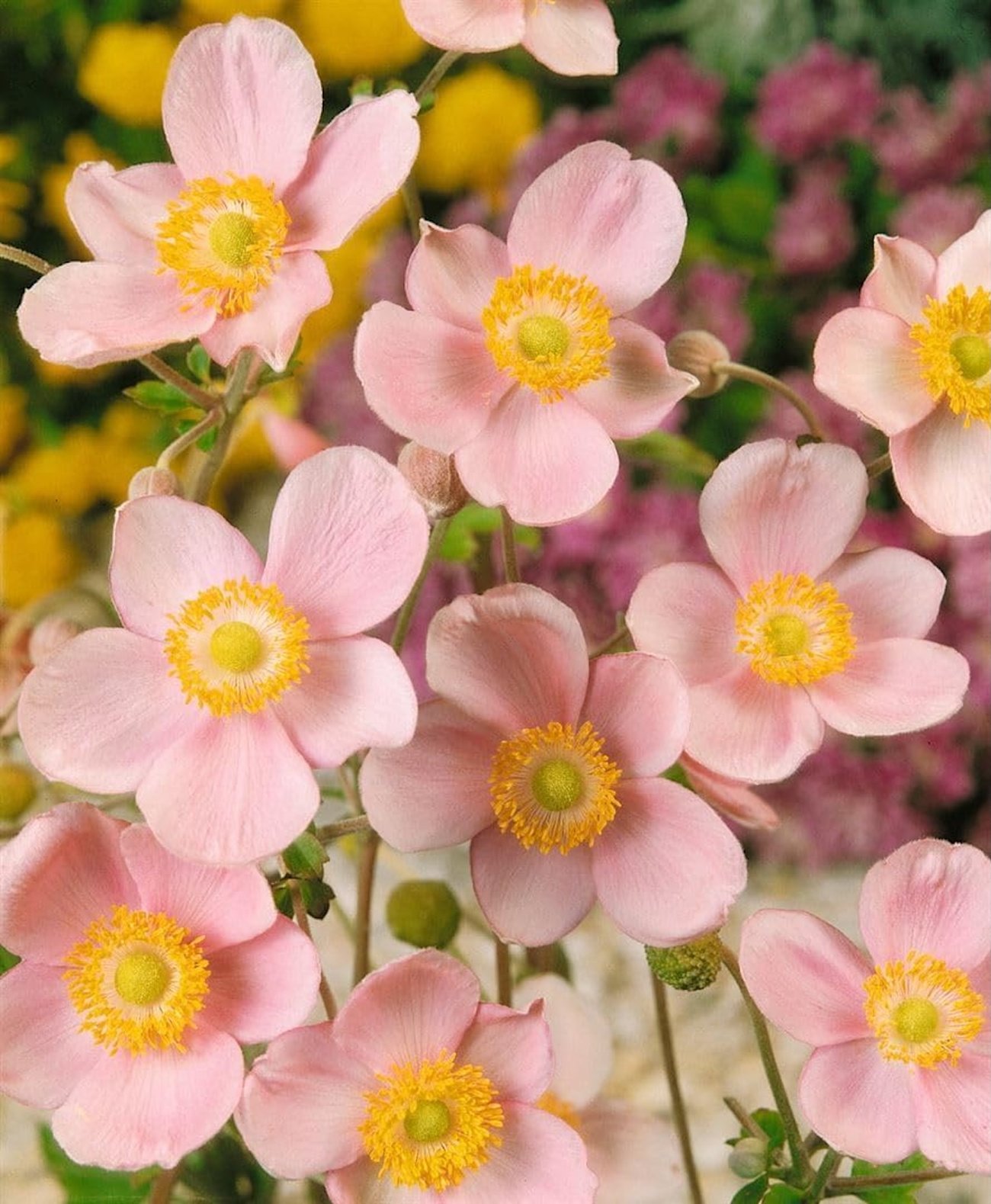 Japanische Herbst-Anemone