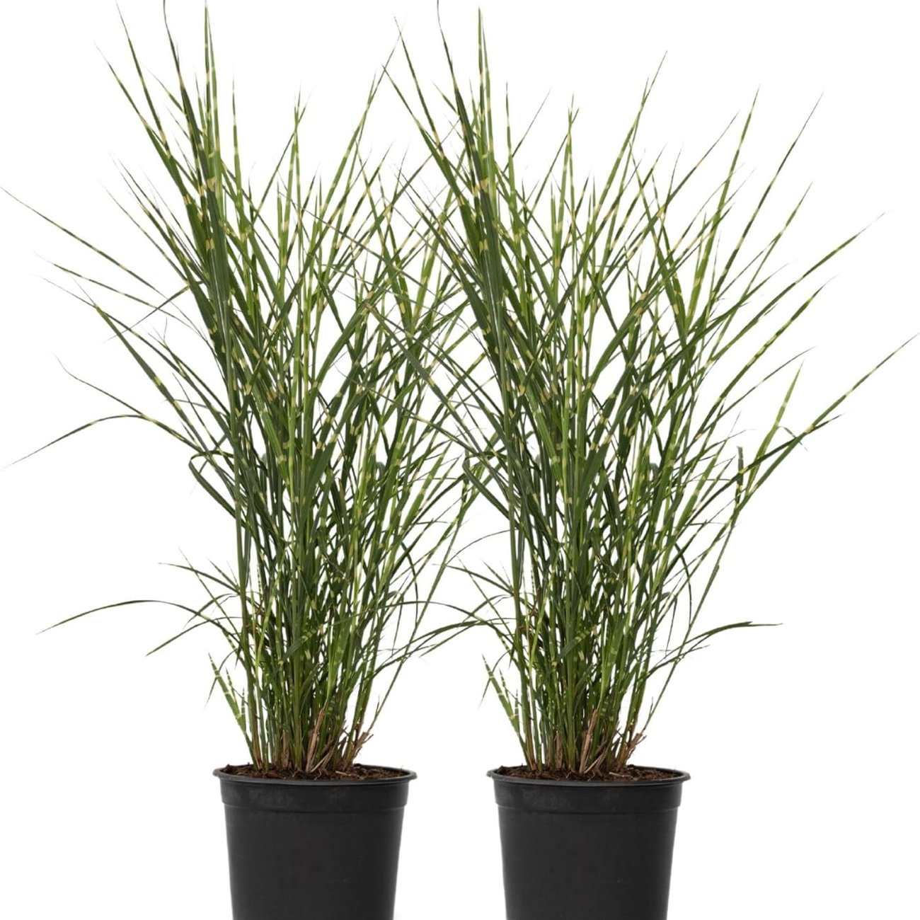 Plant in a Box –Chinaschilf Zebrinu - 2er-Set