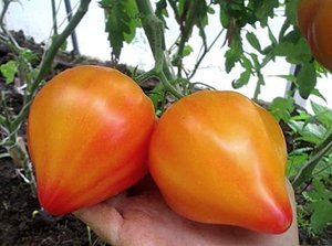 Tomaten-Samen Orange Russian