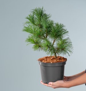 Mädchenkiefer 'Schoons Bonsai'