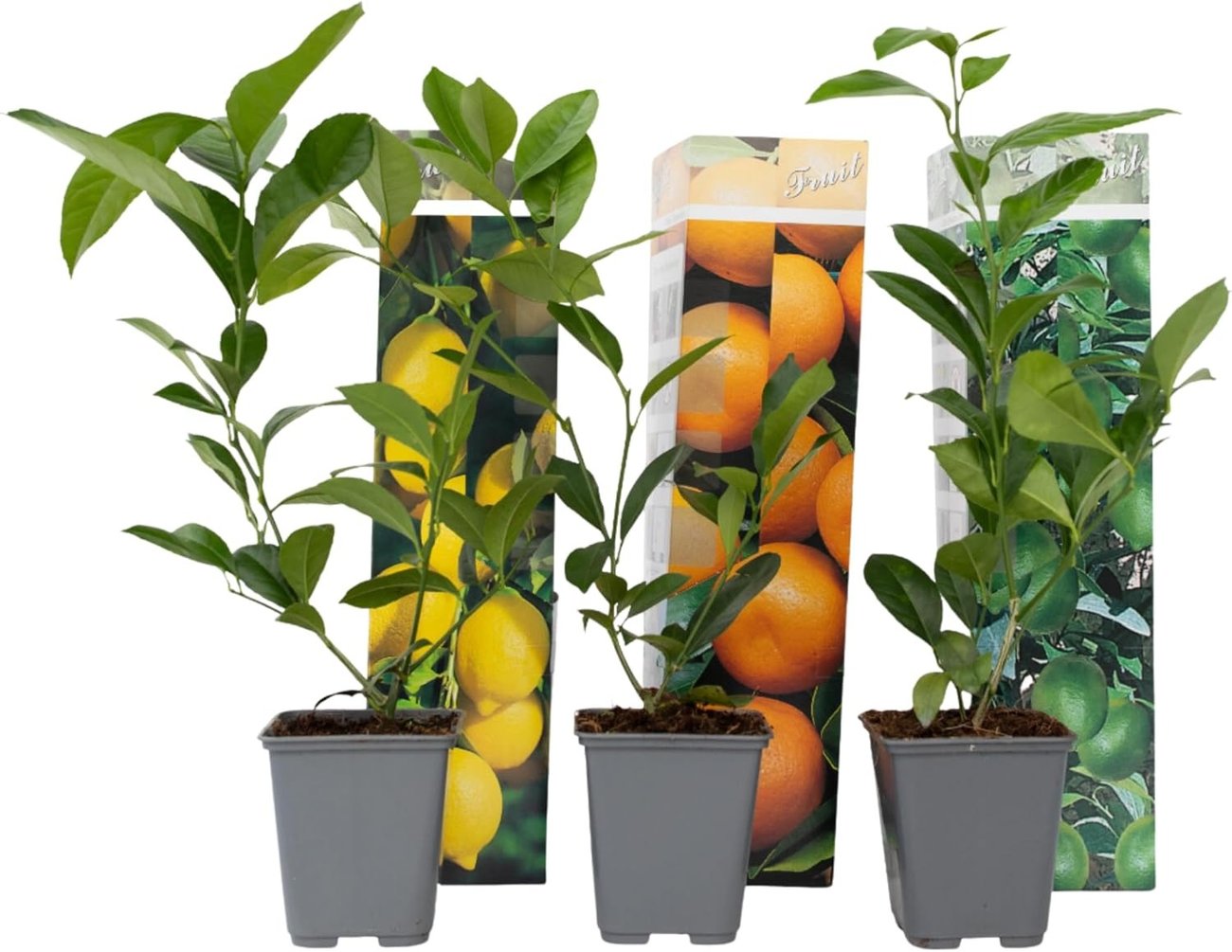 Plant in a Box – Zitruspflanzen Mix: Zitronenbaum, Orangenbaum, Limettenbaum