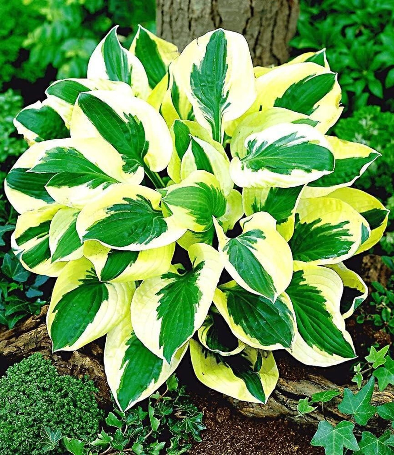 BALDUR Garten –  Riesen-Hosta „Brim Cup“ (2 Knollen)