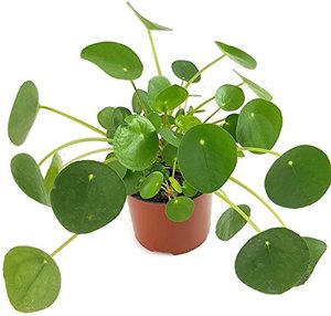 Pilea peperomioides