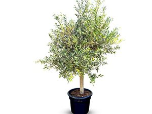 Olivenbaum Olive "25 Jahre" 170 cm
