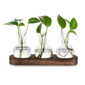 Glasseam Pflanzen-Terrarium