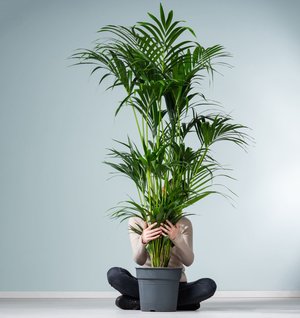 Kentia-Palme 'Forsteriana' XL