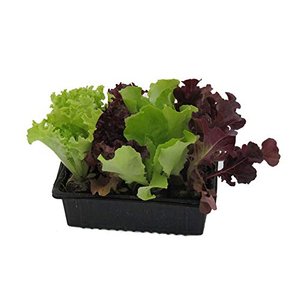 Salatjungpflanzen, Salatjungpflanzen 10er Set