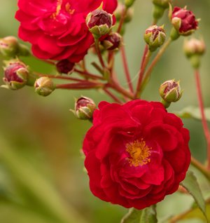 Zwerg-Kletterrose 'Startlet Rose Lola'