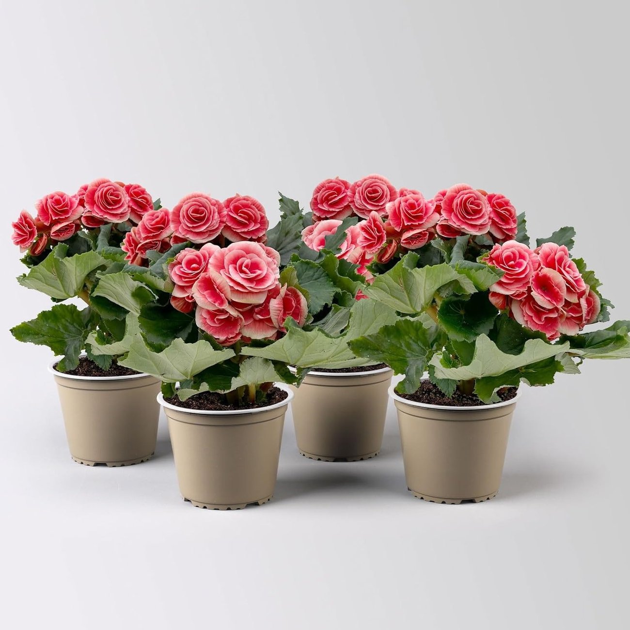 4er-Set Begonie elatior, rosa-weiß (im 14 cm Topf)