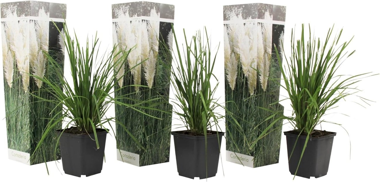 Plant in a Box – 3er-Set Pampasgras