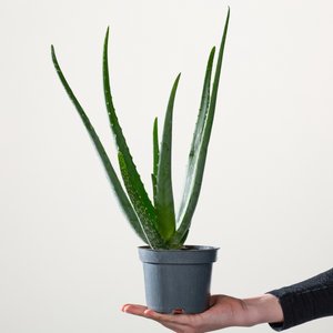 BIO Aloe 'Vera'