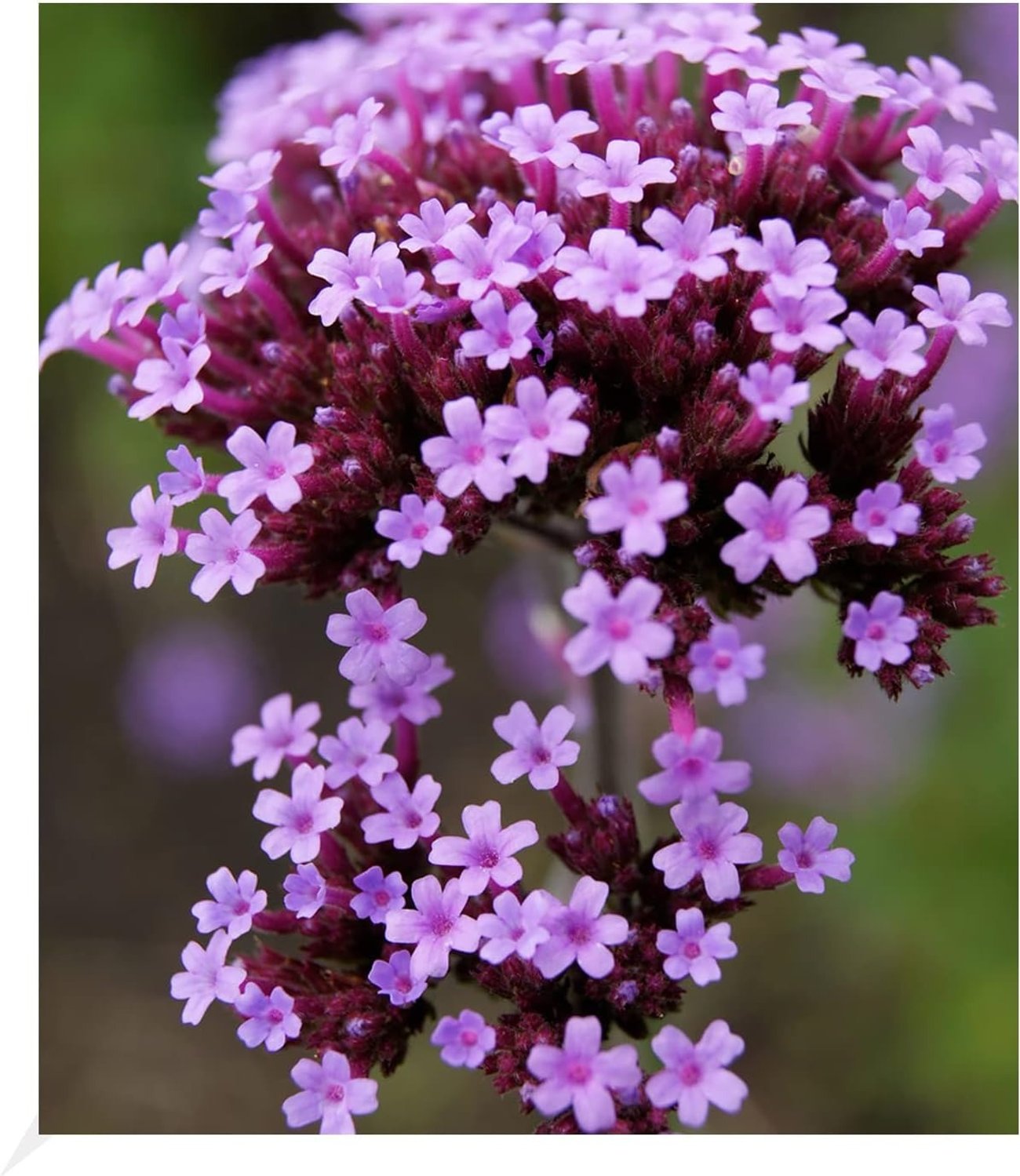 BALDUR Garten – Verbena bonariensis im Topf (ca. 9 cm, 3 Stück)