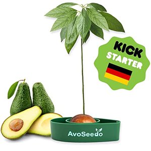 Avoseedo Avocadobaum